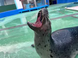 ゼロ距離水族館 伊勢シーパラダイスに投稿された画像（2024/12/5）