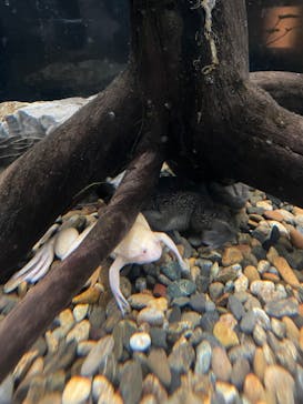 カワスイ 川崎⽔族館に投稿された画像（2024/12/5）