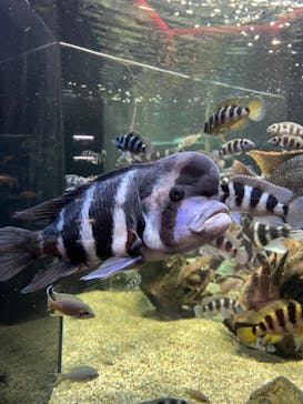 カワスイ 川崎⽔族館に投稿された画像（2024/12/5）