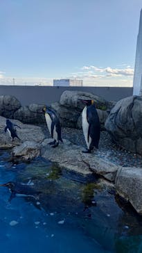 仙台うみの杜水族館に投稿された画像（2024/12/5）