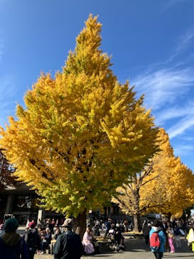 モネ 睡蓮のとき（国立西洋美術館）に投稿された画像（2024/12/5）