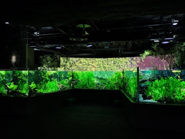 カワスイ 川崎⽔族館に投稿された画像（2024/12/6）