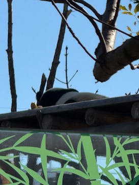 恩賜上野動物園に投稿された画像（2024/12/6）