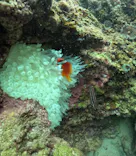 武藤潜水に投稿された画像（2024/12/6）