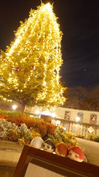 西武園ゆうえんちに投稿された画像（2024/12/6）