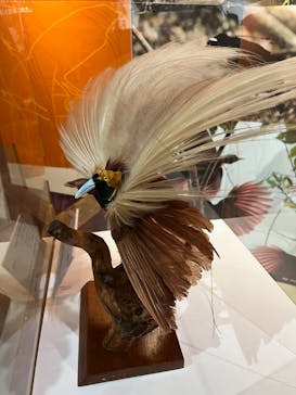 特別展「鳥 ～ゲノム解析が解き明かす新しい鳥類の系統～」国立科学博物館に投稿された画像（2024/12/6）