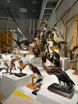 特別展「鳥 ～ゲノム解析が解き明かす新しい鳥類の系統～」国立科学博物館に投稿された画像（2024/12/6）