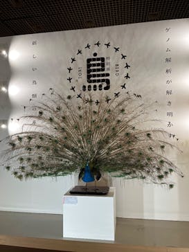 特別展「鳥 ～ゲノム解析が解き明かす新しい鳥類の系統～」国立科学博物館に投稿された画像（2024/12/6）