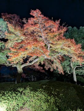 国営昭和記念公園 秋の夜散歩に投稿された画像（2024/12/6）