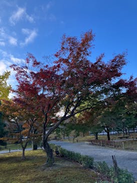 元離宮二条城に投稿された画像（2024/12/6）