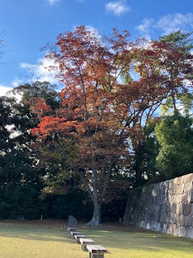 元離宮二条城に投稿された画像（2024/12/6）
