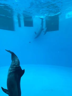 名古屋港水族館に投稿された画像（2024/12/6）
