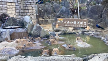 伊豆シャボテン動物公園に投稿された画像（2024/12/7）