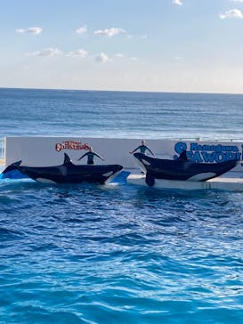 鴨川シーワールドに投稿された画像（2024/12/7）