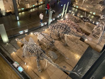 福井県立恐竜博物館に投稿された画像（2024/12/7）