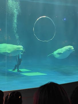 島根県立 しまね海洋館に投稿された画像（2024/12/7）