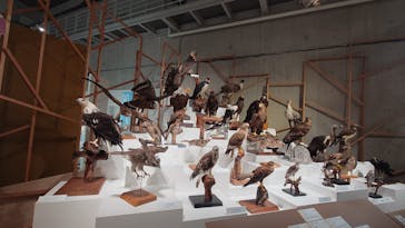 特別展「鳥 ～ゲノム解析が解き明かす新しい鳥類の系統～」国立科学博物館に投稿された画像（2024/12/7）