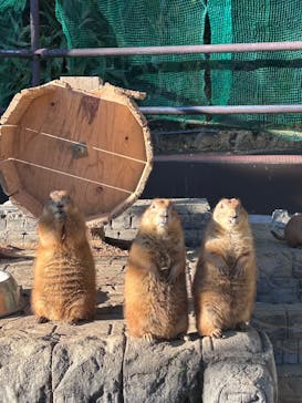 伊豆シャボテン動物公園に投稿された画像（2024/12/7）