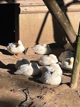 伊豆シャボテン動物公園に投稿された画像（2024/12/7）