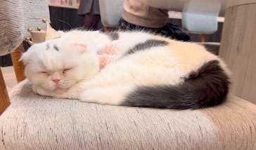 猫カフェモカ　アルシェ大宮店に投稿された画像（2024/12/7）