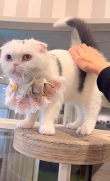 猫カフェモカ　アルシェ大宮店に投稿された画像（2024/12/7）