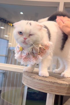 猫カフェモカ　アルシェ大宮店に投稿された画像（2024/12/7）