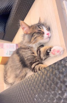 猫カフェモカ　アルシェ大宮店に投稿された画像（2024/12/7）