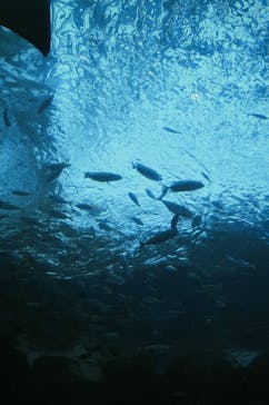 名古屋港水族館に投稿された画像（2024/12/7）