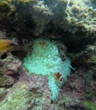 沖縄マリンサービス碧に投稿された画像（2024/12/7）