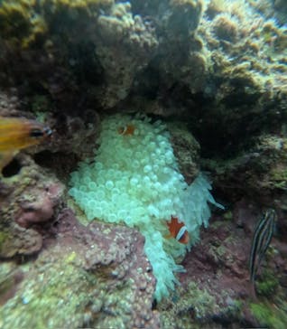 沖縄マリンサービス碧に投稿された画像（2024/12/7）