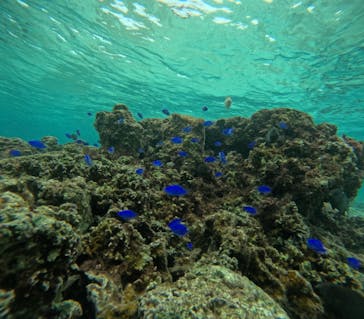 沖縄マリンサービス碧に投稿された画像（2024/12/7）