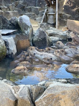 伊豆シャボテン動物公園に投稿された画像（2024/12/7）