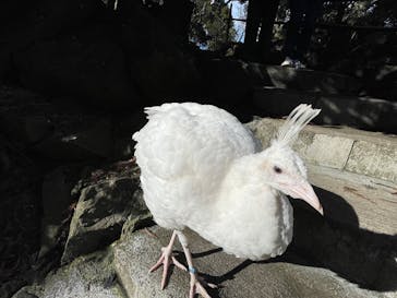 伊豆シャボテン動物公園に投稿された画像（2024/12/7）