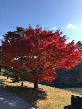 元離宮二条城に投稿された画像（2024/12/7）