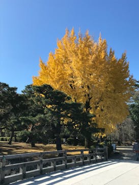 元離宮二条城に投稿された画像（2024/12/7）