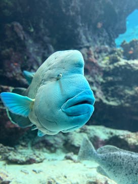 沖縄美ら海水族館に投稿された画像（2024/12/7）