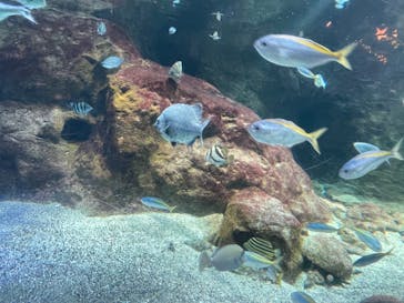 新江ノ島水族館に投稿された画像（2024/12/7）