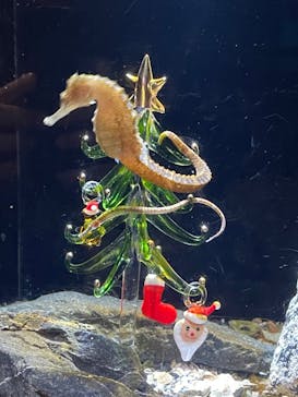 新江ノ島水族館に投稿された画像（2024/12/7）