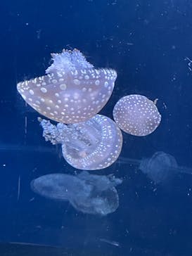 新江ノ島水族館に投稿された画像（2024/12/7）