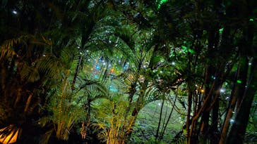 美らヤシパークオキナワ・東南植物楽園に投稿された画像（2024/12/7）