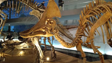 福井県立恐竜博物館に投稿された画像（2024/12/7）