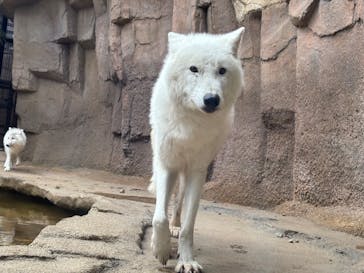 那須どうぶつ王国に投稿された画像（2024/12/7）