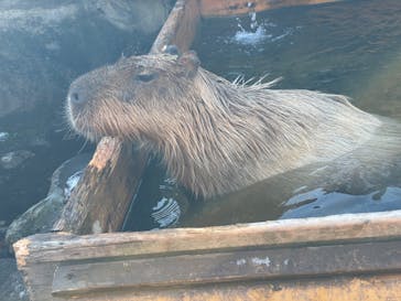 那須どうぶつ王国に投稿された画像（2024/12/7）