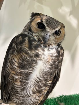 Moff animal cafe イオンモール新利府店に投稿された画像（2024/12/7）