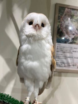 Moff animal cafe イオンモール新利府店に投稿された画像（2024/12/7）