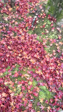 博物館 明治村に投稿された画像（2024/12/7）