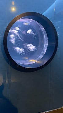 京都水族館に投稿された画像（2024/12/7）