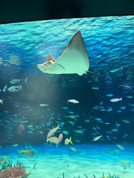 サンシャイン水族館に投稿された画像（2024/12/7）