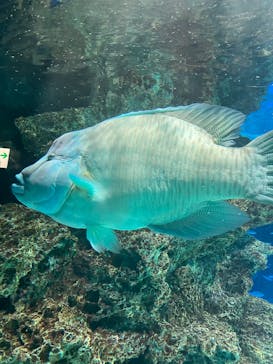 サンシャイン水族館に投稿された画像（2024/12/7）