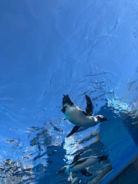 サンシャイン水族館に投稿された画像（2024/12/7）